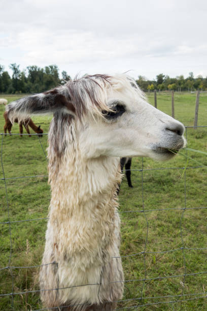 Alpaca in the pasture