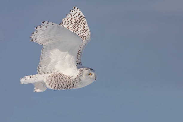 снежная сова зимой - owl snowy owl snow isolated стоковые фото и изображения