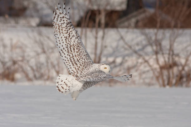 istock snowy owl in winter 1471261129