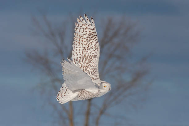 istock snowy owl in winter 1471261135