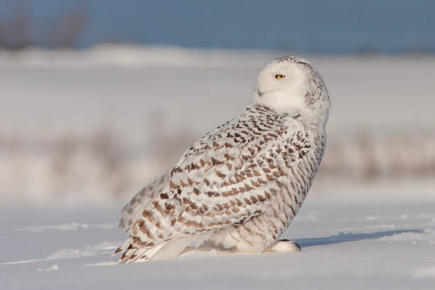 istock snowy owl in winter 1471261137