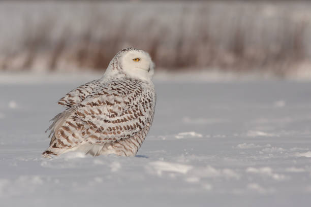 istock snowy owl in winter 1471261138
