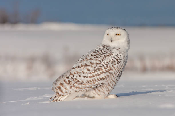 istock snowy owl in winter 1471261143