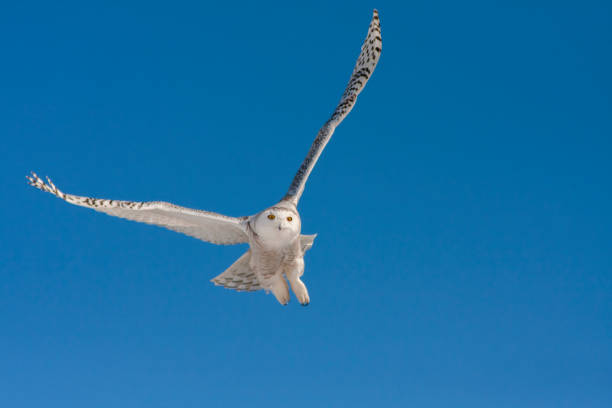 schneeeule im winter - owl snowy owl snow isolated stock-fotos und bilder