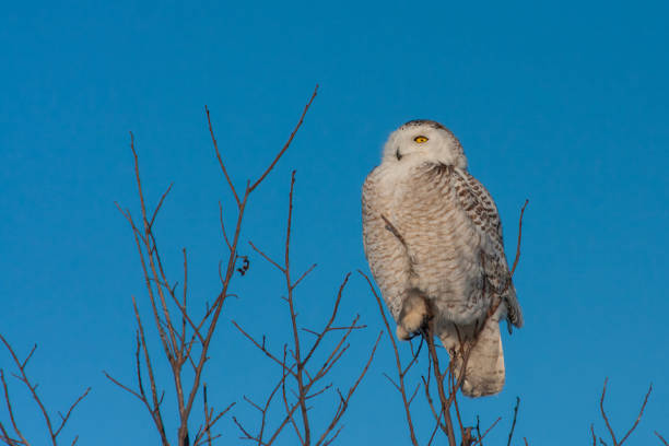 istock snowy owl in winter 1471261281