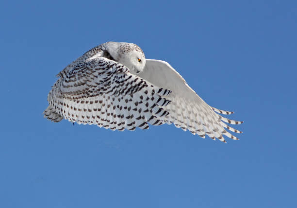 istock snowy owl in winter 1471261312