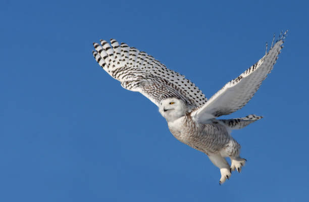 istock snowy owl in winter 1471261314