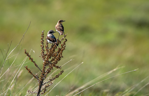 two birds on dry plant