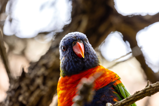 Closeup beautiful colourful Rainbow Lorikeet, front view, background with copy space, full frame horizontal composition