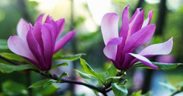 Gentle flowering magnolia purple color in spring garden stock photo