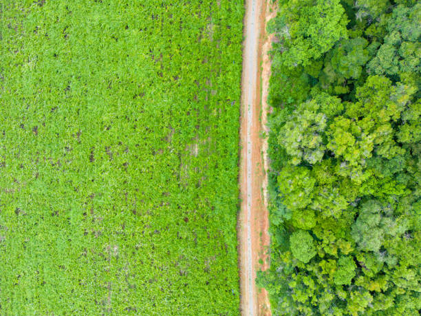 istock Aerial view of a vineyard 1471265447