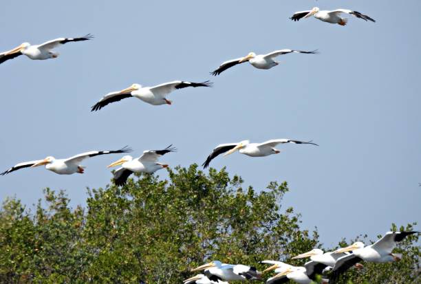 istock American White Pelicans (Pelecanus erythrorhynchos) in-flight 1471269266