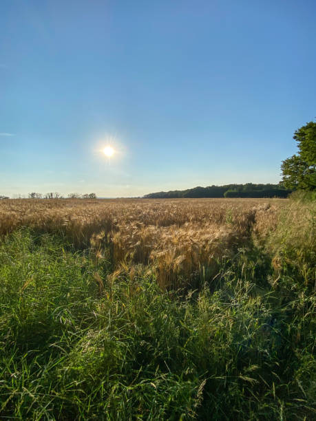 istock Wheat field in Burgundy 1471270826