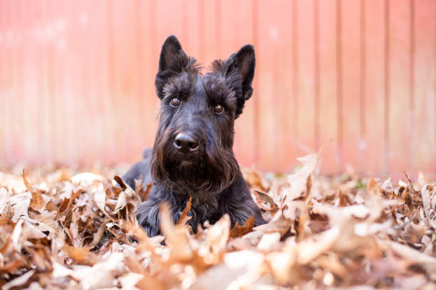 istock Scottish Terrier Purebred dog at a fall landscape 1471270885