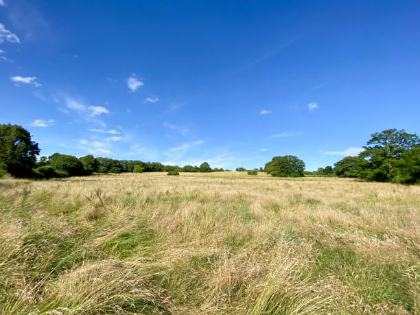istock Field in Burgundy 1471270898