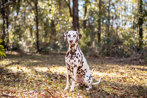 Portrait of a funny dalmatian with brown spots. Purebred dalmatian outdoors in sunshine.