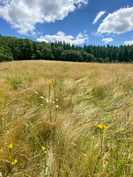 istock Field in summer, Burgundy 1471271138