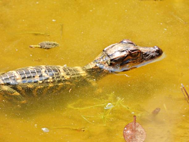istock American Alligator (Alligator mississippiensis) - young in a canal 1471272785