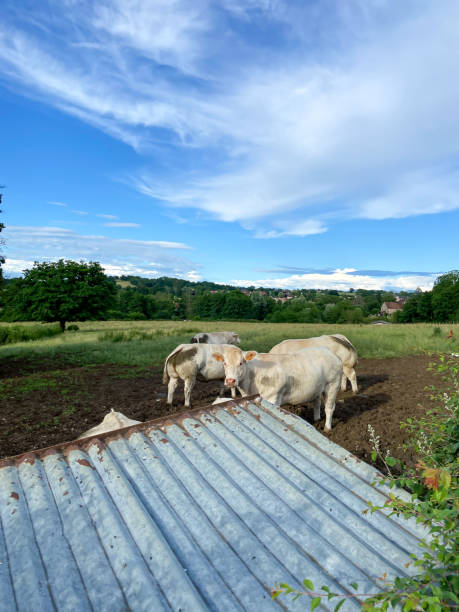 istock Cows in a field, Burgundy 1471272809
