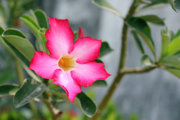 istock Pink tropical flower in macro style. 1471274594