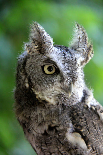 istock Portrait of a little grey owl 1471276340