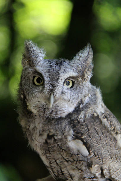 istock Portrait of a little grey owl 1471276349