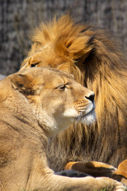 istock Portrait of a lioness 1471277214