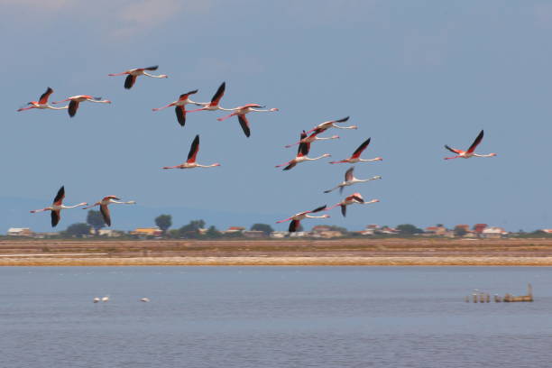 istock A flamingo's group in the salt lake 1471279420
