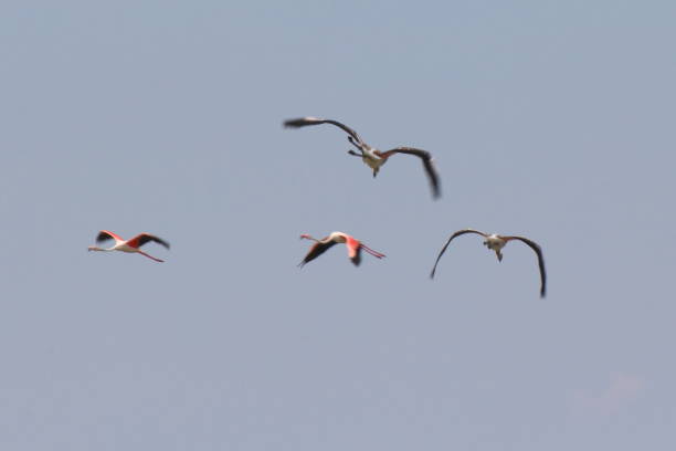 istock A flamingo's group in the salt lake 1471279472