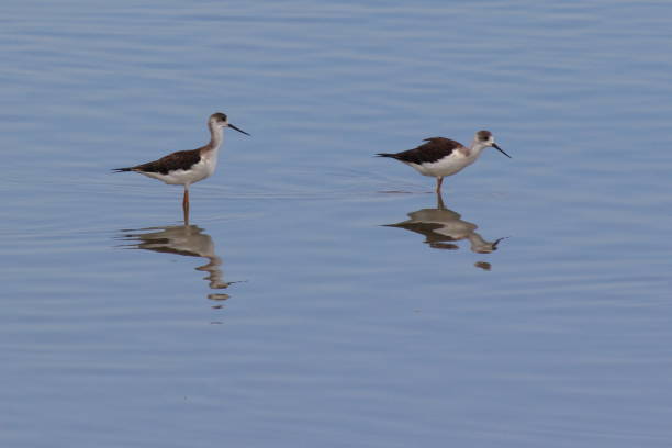istock Acquatic birds standing in the water 1471279502