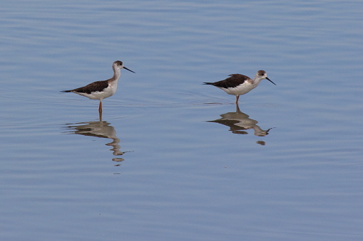 Acquatic birds standing in the water
