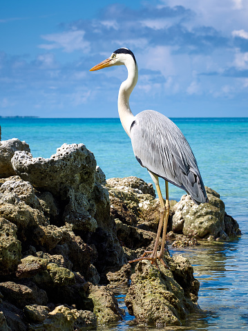 heron standing on one leg on stones over the Indian Ocean, Maldives
