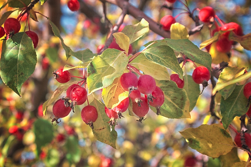 Selective focus red ripe small fruits on the tree in orchard, Malus is a species of small deciduous trees or shrubs in the family Rosaceae, Malus baccata or Siberian crab apple, Naute background.