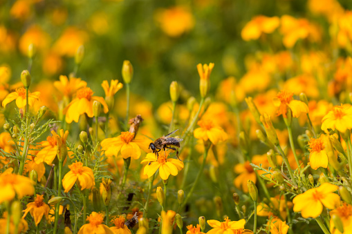 natural floral background, small yellow flowers on the field.  a bee pollinates a flower.