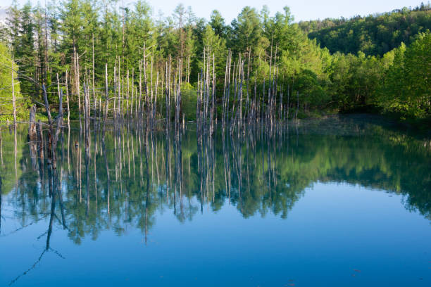 istock The surface of the blue pond reflecting the blue spring sky 1471295891