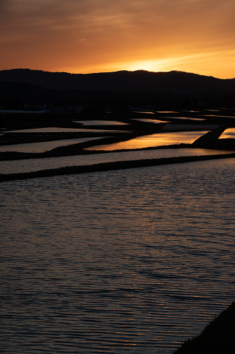 Spring paddy field with water that reflects the setting sun
