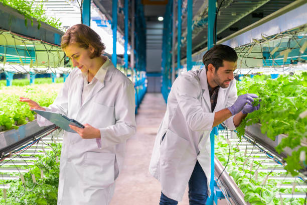 istock Researchers developing vegetable varieties at greenhouse agriculture 1471297592