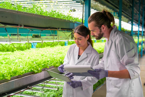 istock Researchers developing vegetable varieties at greenhouse agriculture 1471299902