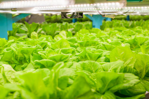 istock Researchers developing vegetable varieties at greenhouse agriculture 1471300018