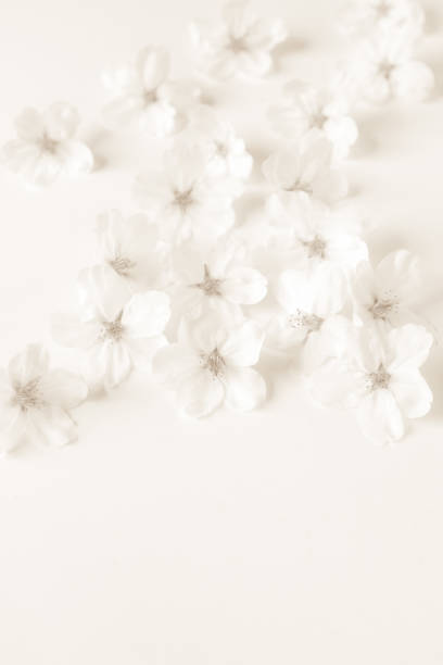 istock sakura flower petals on white background. 1471303918