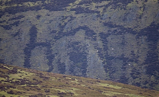 sheep grazing precariously on mountain cliffs