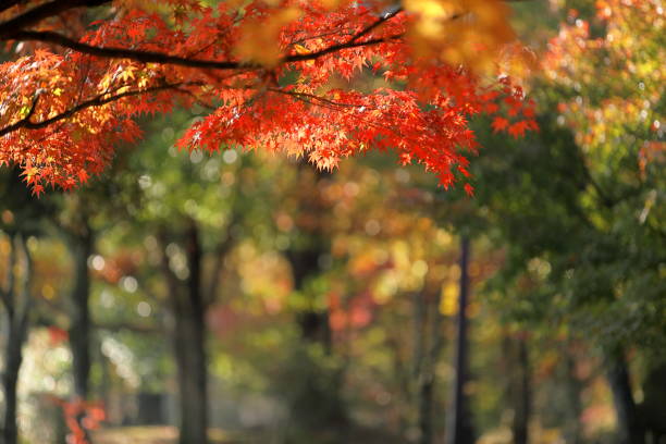 istock Autumn in Japan, red leaves 1471306128