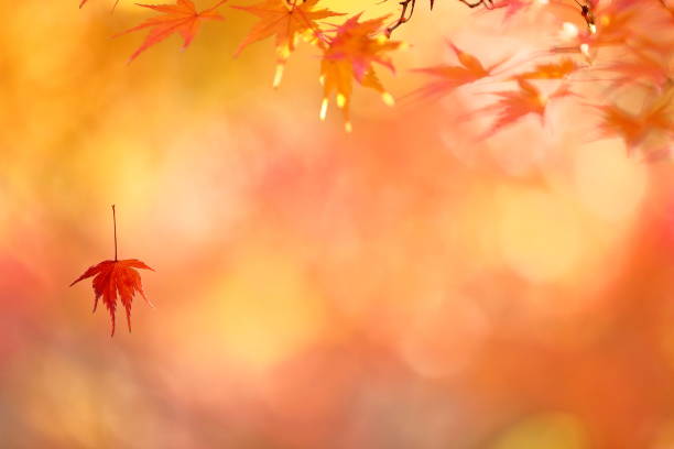 istock Autumn in Japan, red leaves 1471306592