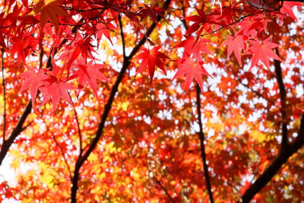 istock Autumn in Japan, red leaves 1471306645