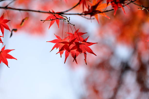 istock Autumn in Japan, red leaves 1471306648