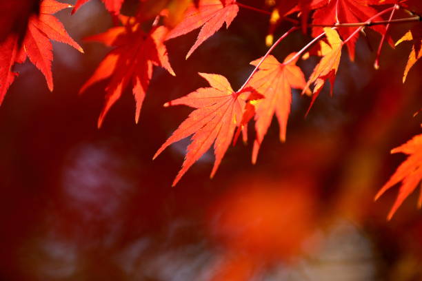 istock Autumn in Japan, red leaves 1471306733