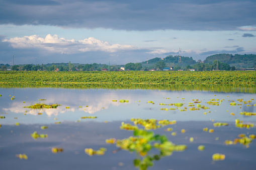 Amazing tropical lake shoot from long tail boat scenics view at Thale Noi lake in patthalung