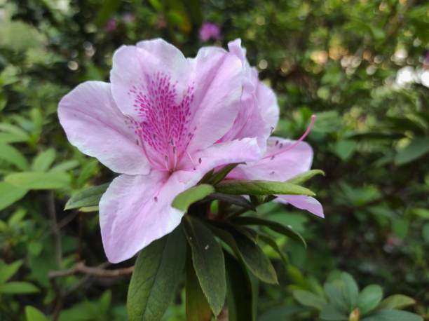 istock Rhododendron pulchrum or Lovely Azalea 1471310568