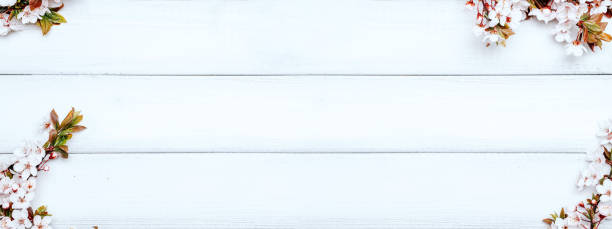 bannière de fleurs de cerisier. la nature florale d’avril et les sakura printanières fleurissent sur fond de bois. bannière pour le 8 mars, joyeuses pâques avec place pour le texte. concept printanier. vue de dessus. pose plate. - spring border photos et images de collection
