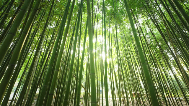 beautiful bamboo forest